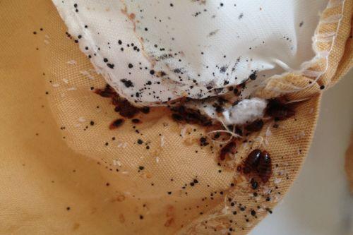 В какое время года появляются клопы. Как и почему заводятся клопы