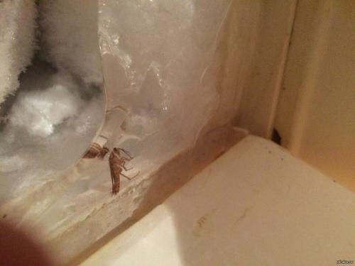 От чего заводятся тараканы в квартире. Откуда в доме тараканы? 04 От чего заводятся тараканы в квартире. Откуда в доме тараканы? 04