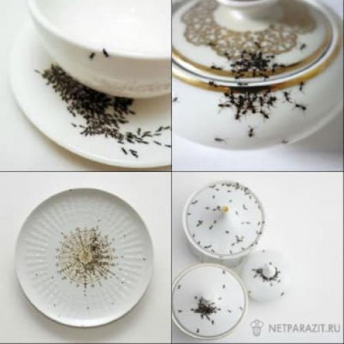 Муравьи в квартире причины. Домашние муравьи – откуда они берутся? 01 Муравьи в квартире причины. Домашние муравьи – откуда они берутся? 01