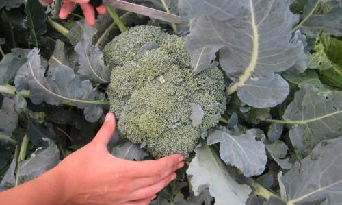 Боится ли брокколи заморозков. Выращивание капусты брокколи в закладки 17