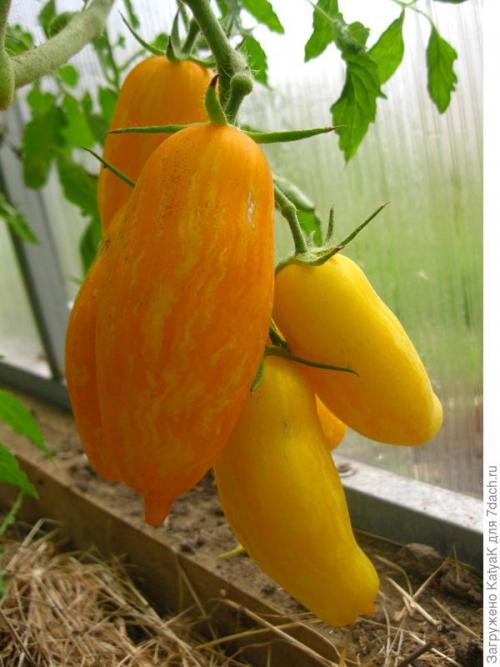 Томат Банановые ноги. Очередной шедевр от Партнера: создан, чтобы удивить вас