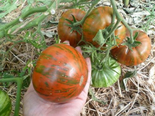 Томат шоколадный. Шоколадные томаты. Мой печальный опыт их выращивания