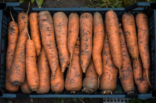 Хранение и уборка моркови. Условия хранения