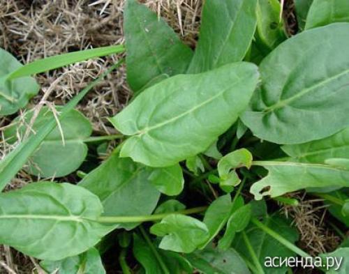 Шпинат аналог. Шпинат и шпинатные растения