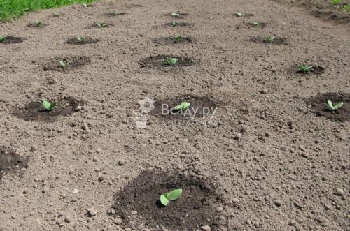 Как зимой хранить тыкву. Как хранить тыкву в квартире 04