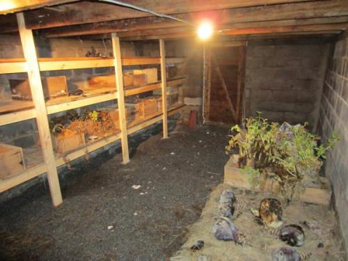 Как хранить свеклу на зиму в пакетах. Особенности мест хранения