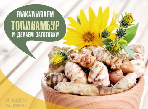 Когда выкапывать топинамбур для еды. Сроки уборки топинамбура
