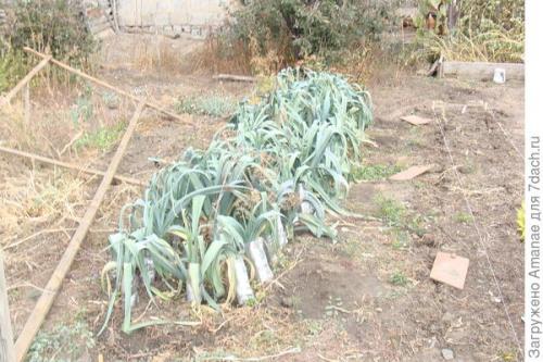 Хранение лука-порея на зиму. Хранение лука-порея зимой: простой способ с ведрами