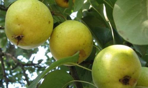 Как сушить груши в аэрогриле. Как сушить груши в домашних условиях, в духовке