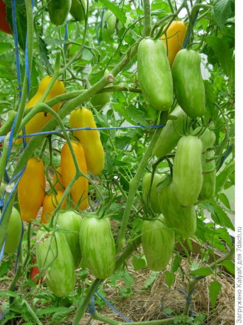 Томат Банановые ноги. Очередной шедевр от Партнера: создан, чтобы удивить вас