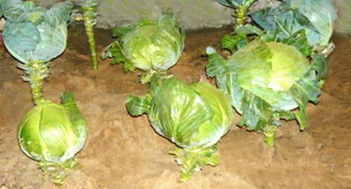 Как хранить капусту в пищевой пленке. Личный опыт хранения капусты в пищевой пленке