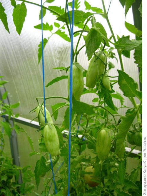 Томат Банановые ноги. Очередной шедевр от Партнера: создан, чтобы удивить вас