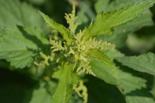 Чем заменить шпинат в соусе. Чем заменить шпинат