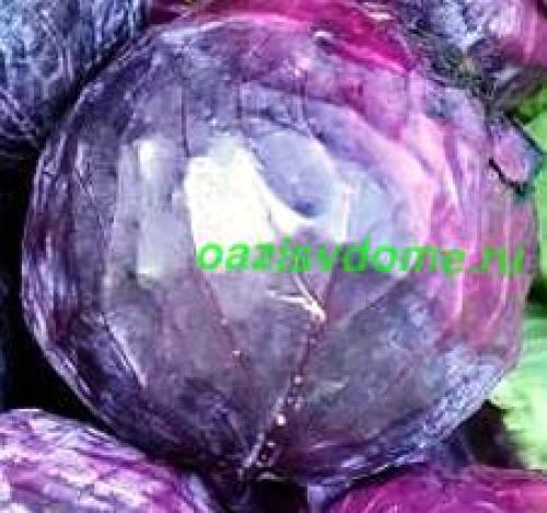 Когда срезают капусту на хранение. Капуста: когда срезать и как хранить зимой 07