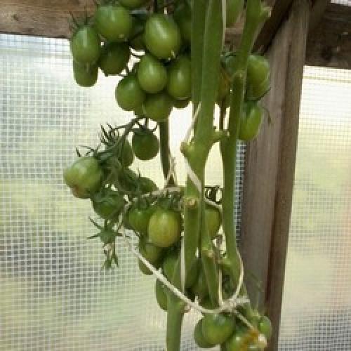 Томат Де Барао урожайность. Томаты Де Барао на видео