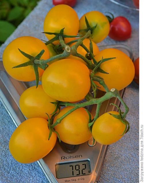 Томат Де Барао оранжевый. Де Барао оранжевый, или Золотые яйца в моей коллекции томатов