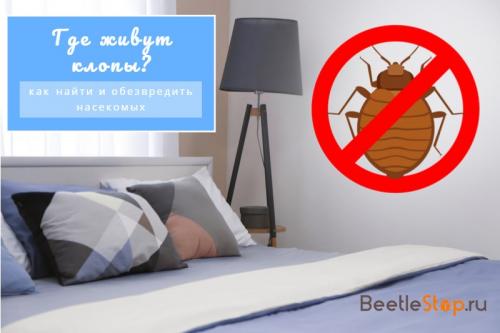 Где живут клопы — в диване, в кровати, в подушках и могут ли они жить в одежде?