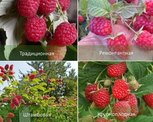 Сколько живет ремонтантная малина. Малина: виды, посадка, пересадка, уход