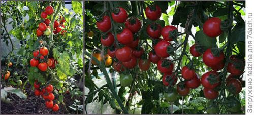 Томат Де Барао оранжевый. Де Барао оранжевый, или Золотые яйца в моей коллекции томатов