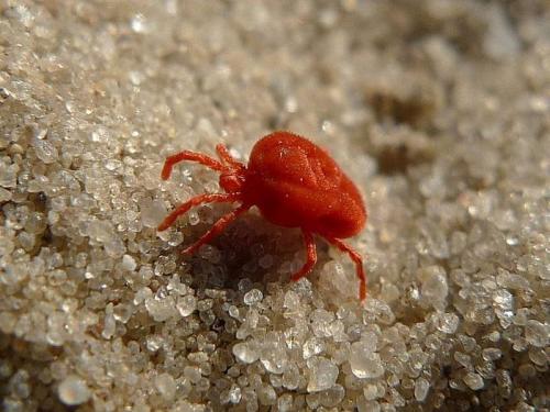 Как вывести паутинного клеща с комнатных цветов. Описание 05 Как вывести паутинного клеща с комнатных цветов. Описание 05