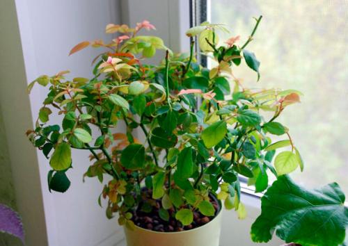 Паутинный клещ на розах. Как избавиться от паутинного клеща на розах?