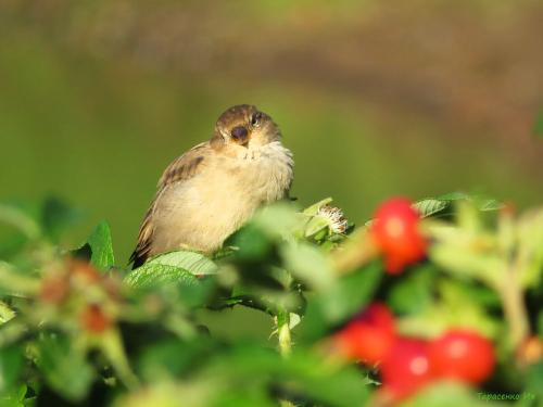 Куда исчезли воробьи. Куда пропали воробьи? Раньше их было полно. А теперь днём с огнём не сыщешь!