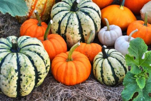 Хранение тыквы в погребе. Выбор сорта и подготовка 06