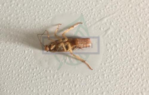 Как рождаются тараканы. Общая информация о тараканах 02 Как рождаются тараканы. Общая информация о тараканах 02