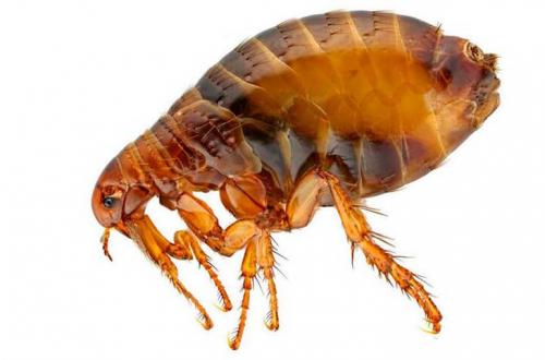 Как выглядят блохи у собаки