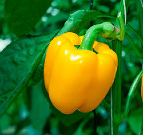 Можно ли сажать огурцы и перец в одной теплице. Можно ли вместе сажать огурцы и перец в теплице?