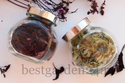 Как правильно сушить базилик в сушилке. Как сушить ароматный базилик в домашних условиях