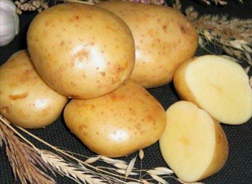 Картофель гала. Сорт картофеля Гала: описание и фото