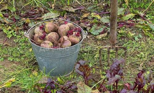 Как обрезать свеклу, чтобы хранилась долго? 03 Как обрезать свеклу, чтобы хранилась долго? 03