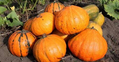 Как правильно хранить тыкву и кабачки. Хранение кабачков зимой