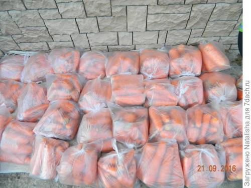 Как правильно сохранить на зиму морковь. 100%-й способ зимнего хранения моркови