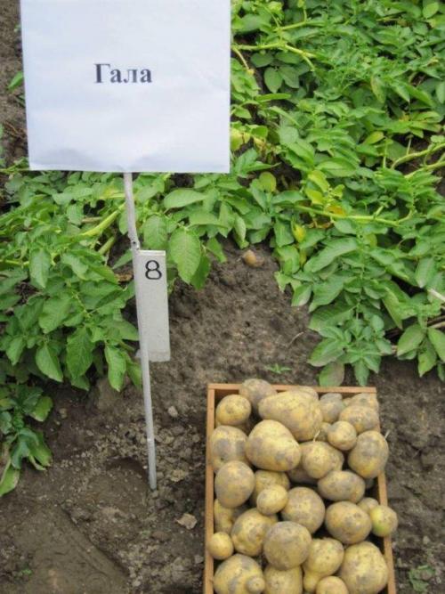 Картофель гала. Сорт картофеля Гала: описание и фото