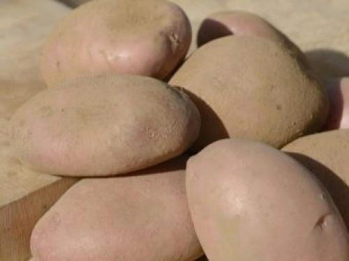 Альвара сорт картофеля. Общая характеристика 06