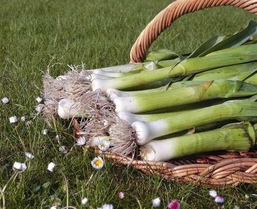 Лук порей на второй год. Лук без луковицы
