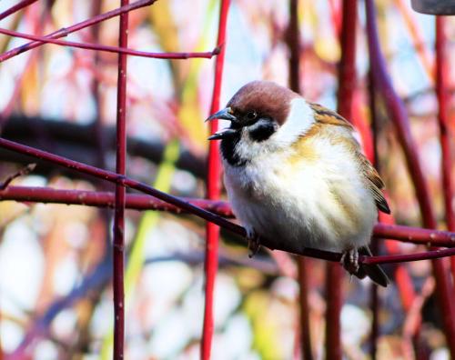Куда исчезли воробьи. Куда пропали воробьи? Раньше их было полно. А теперь днём с огнём не сыщешь!