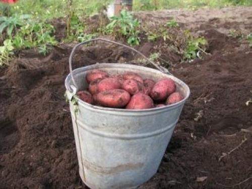 Альвара сорт картофеля. Общая характеристика 03