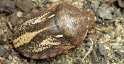 Клопы виды. Разновидности клопов: изучаем своего врага