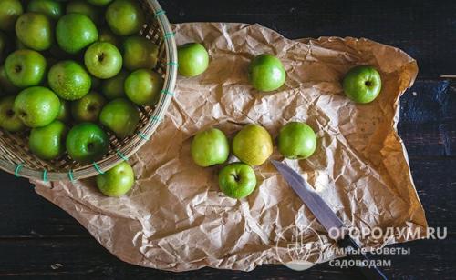 Как хранить яблоки в квартире на зиму. Способы хранения яблок в квартире