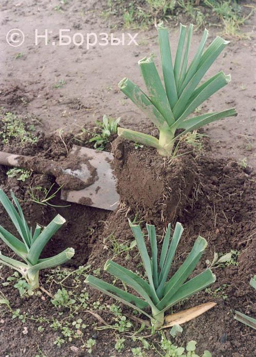 Как засолить лук порей. А КАК ЖЕ БЕЗ ПОРЕЯ?