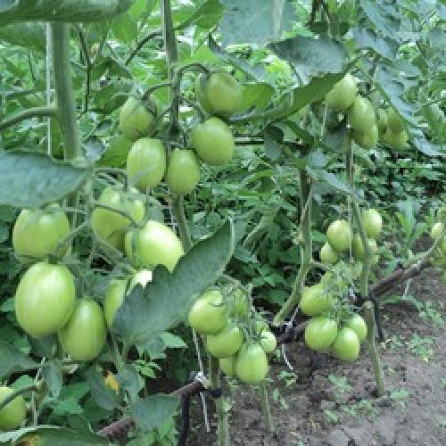 Томат Де Барао урожайность. Томаты Де Барао на видео