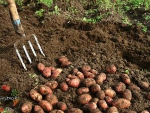 Альвара сорт картофеля. Общая характеристика 02