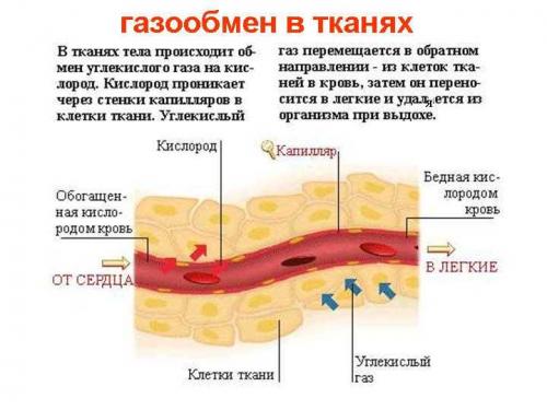Чеснок с лимоном по неумывакину. О роли пищевой соды для организма