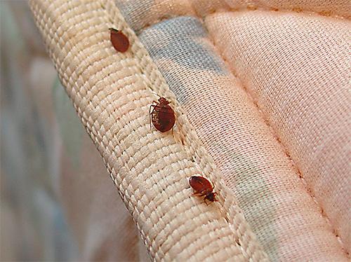 Как избавиться от постельных клопов в домашних условиях