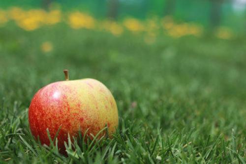 Как хранить яблоки в подполье. Как сохранить яблоки до весны + секретный способ хранения яблок, если нет погреба или подвала