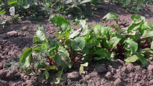 Можно ли обрезать ботву у свеклы на грядке. Нужно ли обрезать и прореживать ботву свеклы для увеличения размера и качества корнеплодов