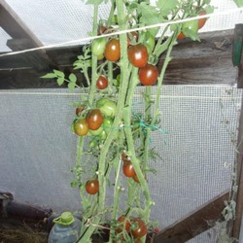 Томат Де Барао урожайность. Томаты Де Барао на видео